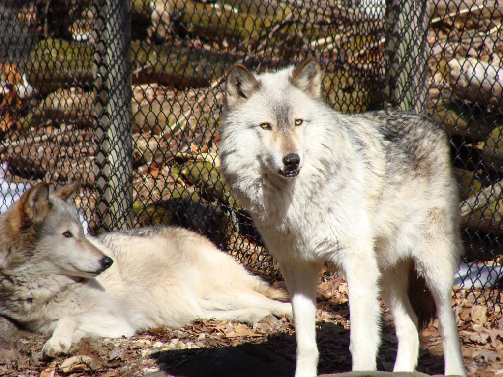 Current Pack Wolves of Maine Sanctuary