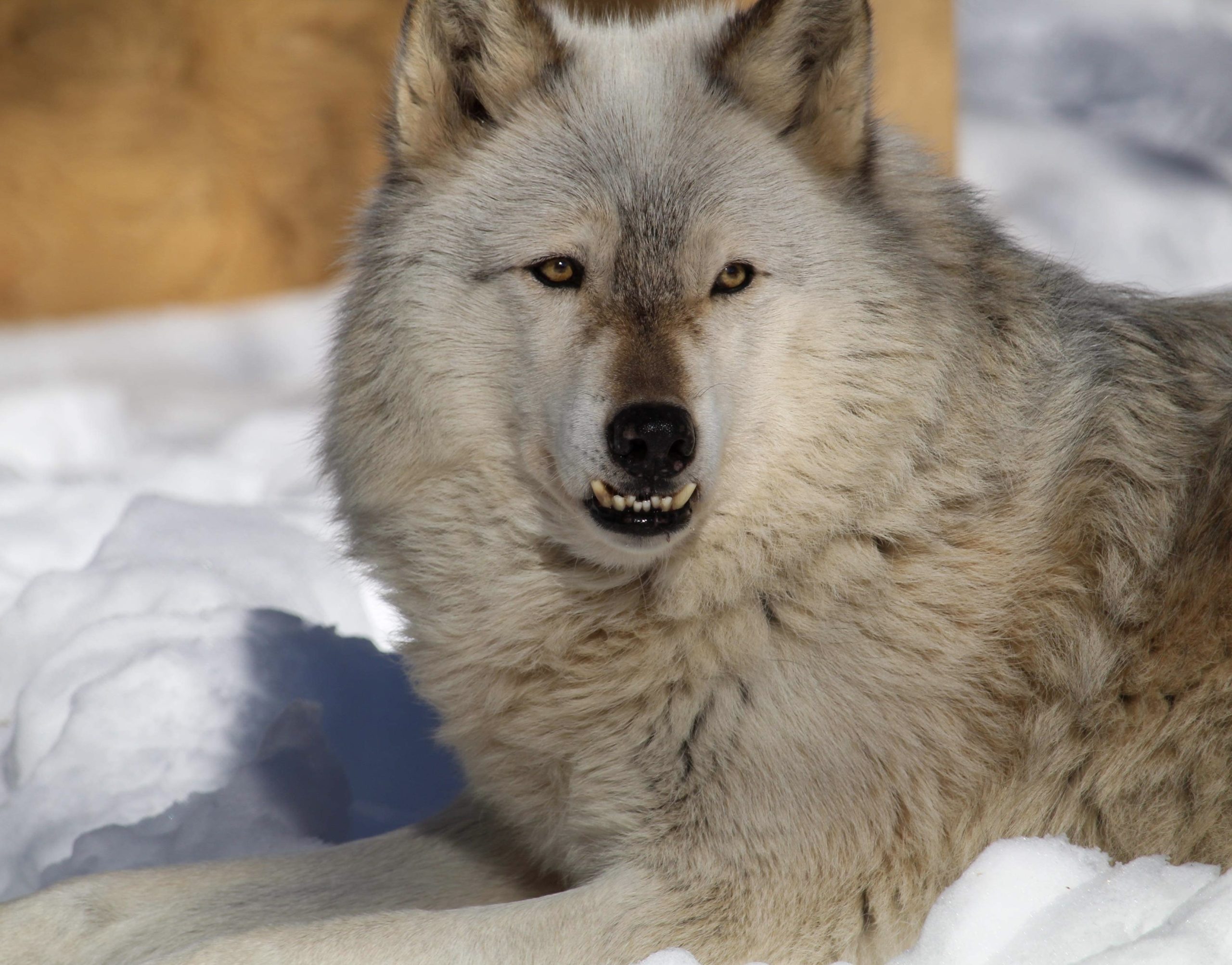 In Memoriam | Wolves of Maine Sanctuary