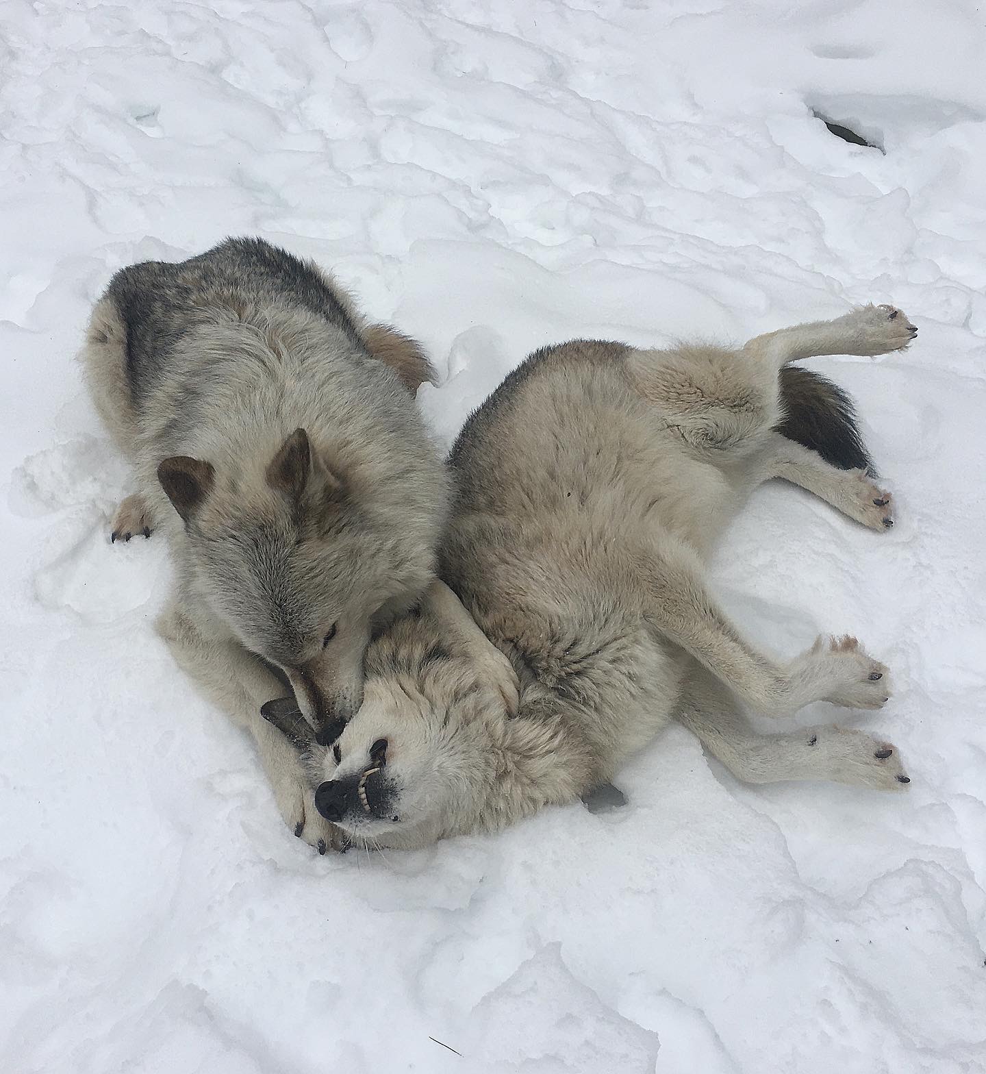 About Wolves of Maine Sanctuary