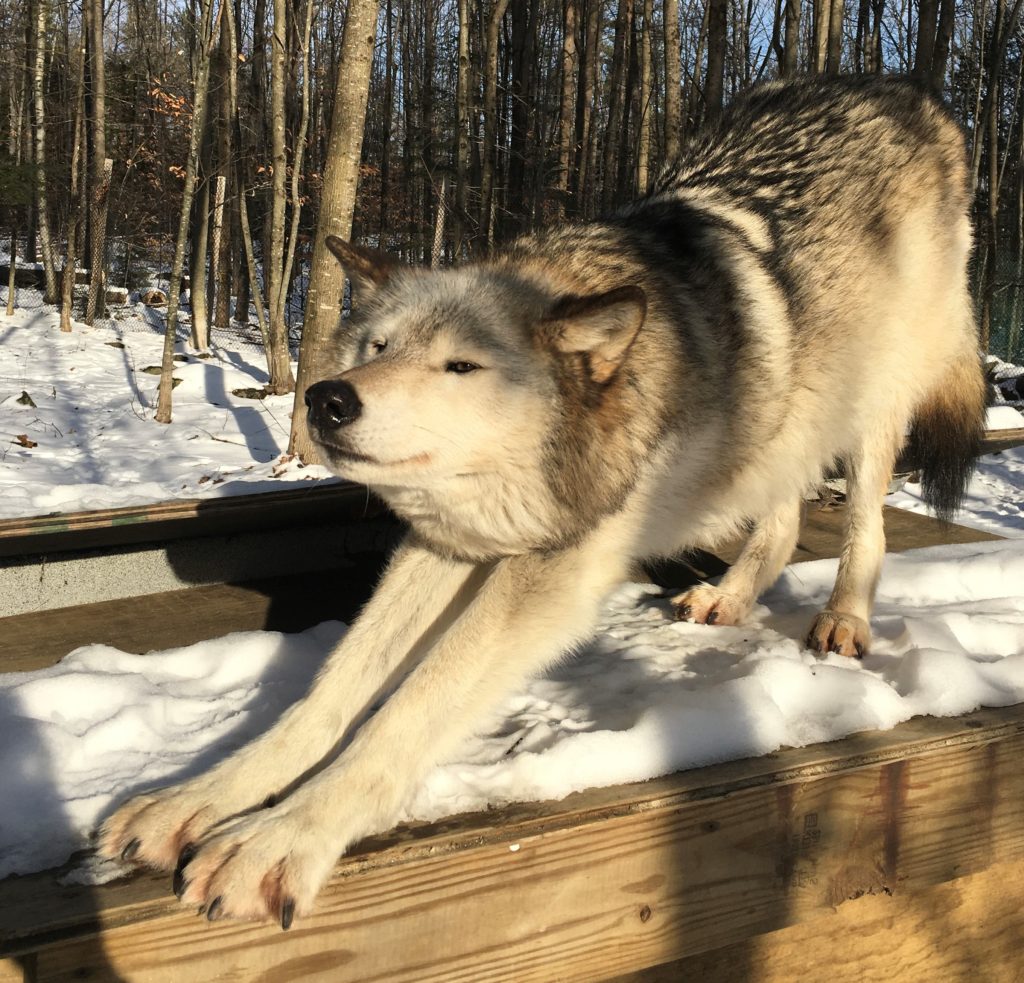 Current Pack Wolves of Maine Sanctuary